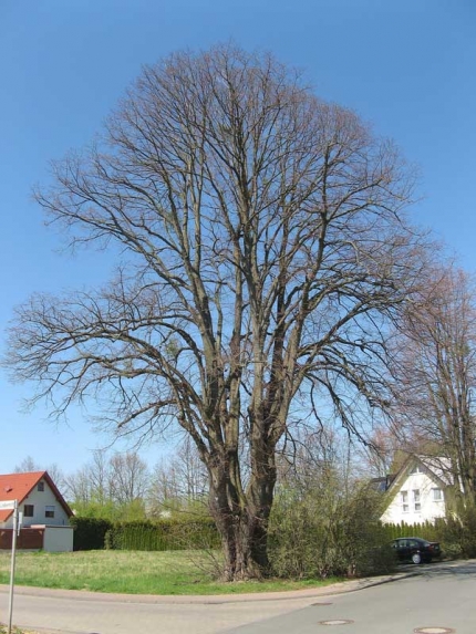 Bild 2 von Linde Zum Brünneken